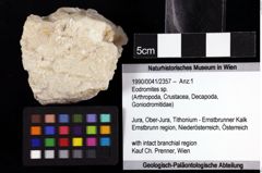 Foto (Objket + Etiketten) von Eodromites sp. 